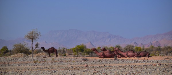 Camel  by Photopoet
